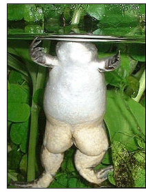 How to buy homeowners insurance Texas