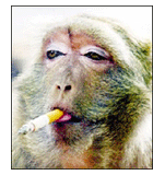 Home and fire insurance, Terrell Texas